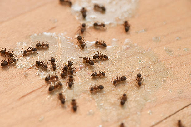 Best Exterminator Services  in Fairfield, AL