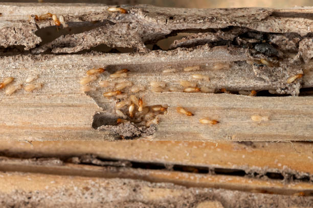 Best Wasp Removal Services  in Fairfield, AL